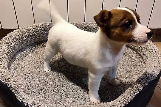 Jack Russell terrier, Łódzkie, Piątek