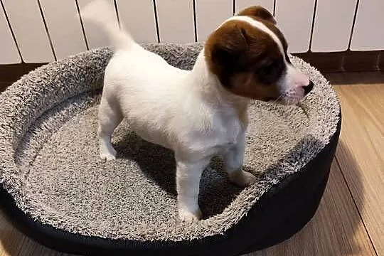 Jack Russell terrier, Łódzkie, Piątek