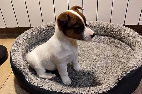 Jack Russell terrier, Łódzkie, Piątek