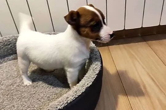 Jack Russell terrier, Łódzkie, Piątek