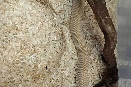 Heterodon zachodni (Heterodon nasicus)