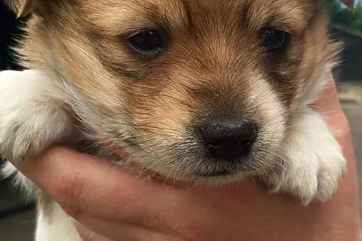 3 śliczne szczenięta do adopcji, mazowieckie Warszawa