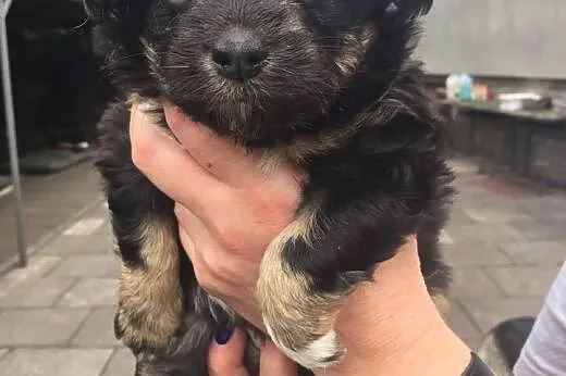 3 śliczne szczenięta do adopcji,  mazowieckie Wars