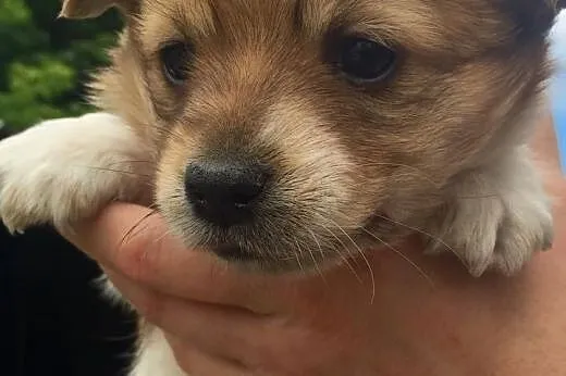 3 śliczne szczenięta do adopcji,  mazowieckie Wars