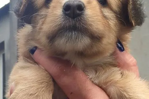 3 śliczne szczenięta do adopcji,  mazowieckie Wars