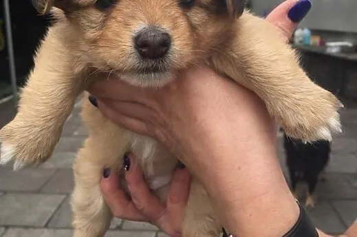 3 śliczne szczenięta do adopcji,  mazowieckie Wars