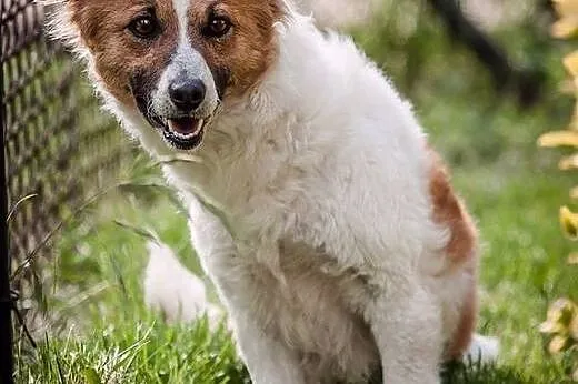 Honey - słodka jak miód młoda sunia do adopcji!,  