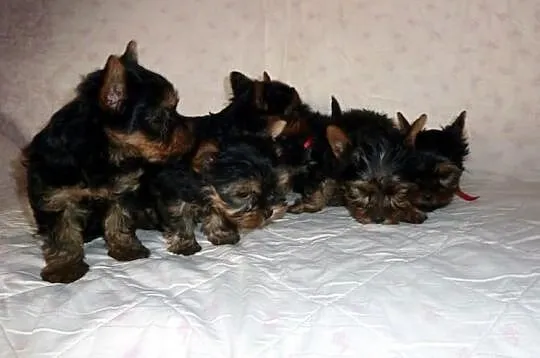 York yorki yoreczki śliczna sunia piesek szczeniak