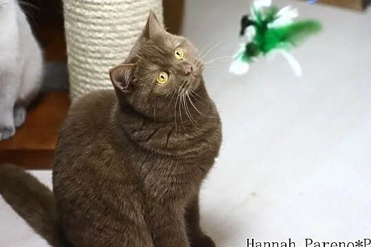 Hannah - kotka brytyjska cynamonowa z międzynarodo, Międzyborów