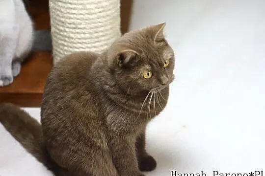 Hannah - kotka brytyjska cynamonowa z międzynarodo, Międzyborów