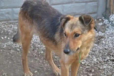 Adoptuj Ciastka- stoczył w swoim życiu niejedną bi