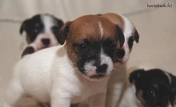 JACK RUSSEL TERRIER - szczenięta rodowodowe