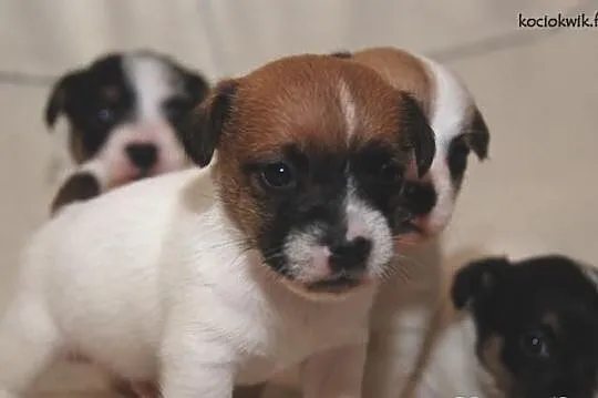 JACK RUSSEL TERRIER - szczenięta rodowodowe