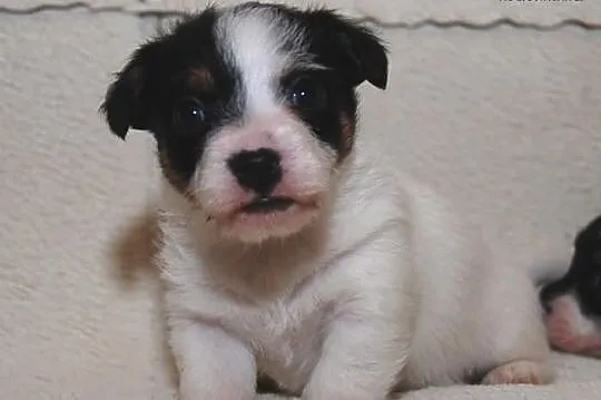 JACK RUSSEL TERRIER - szczenięta rodowodowe