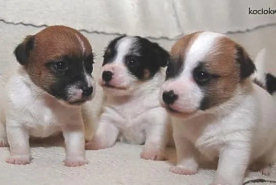 JACK RUSSEL TERRIER - szczenięta rodowodowe
