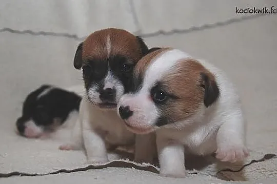 JACK RUSSEL TERRIER - szczenięta rodowodowe