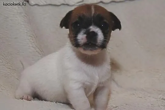 JACK RUSSEL TERRIER - szczenięta rodowodowe
