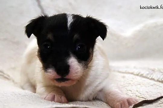 JACK RUSSEL TERRIER - szczenięta rodowodowe