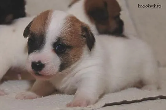JACK RUSSEL TERRIER - szczenięta rodowodowe