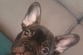 Buldog francuski suczka