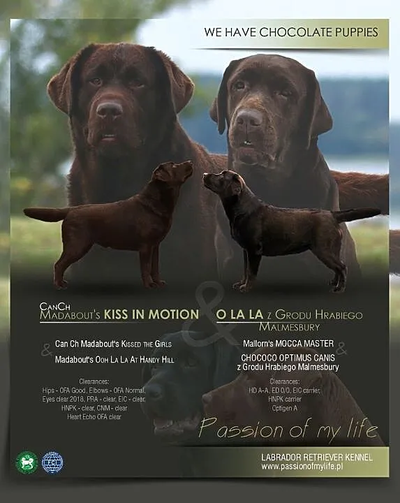 CZEKOLADOWE SZCZENIACZKI Labrador Retriever hodowlaZKWP, Małopolskie, Kraków