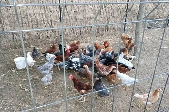 Sprzedam koguty kury  młode nadwyżka, Lubuskie, Gorzów Wielkopolski