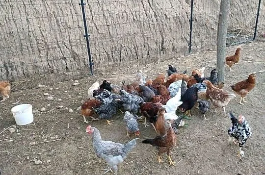 Sprzedam koguty kury  młode nadwyżka, Lubuskie, Gorzów Wielkopolski