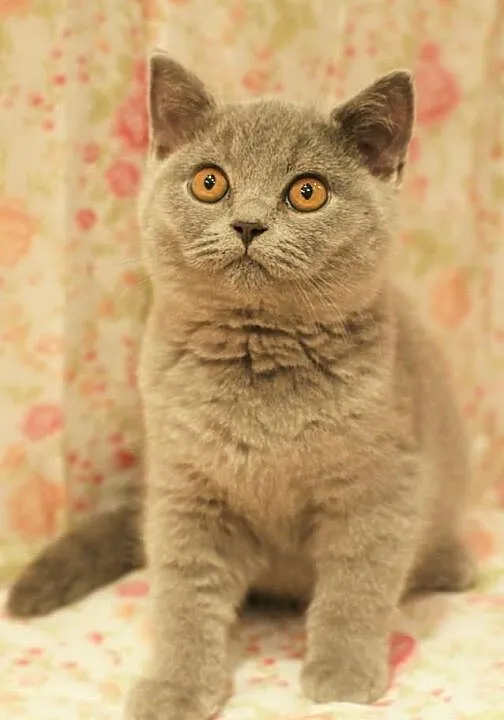 ALAN Cat Małki*PL Kocurek BRIa po 25.01.2015 gotow