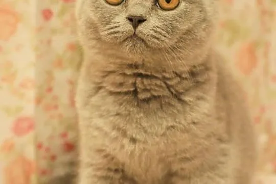 ALAN Cat Małki*PL Kocurek BRIa po 25.01.2015 gotow