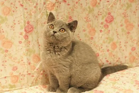 ALAN Cat Małki*PL Kocurek BRIa po 25.01.2015 gotow