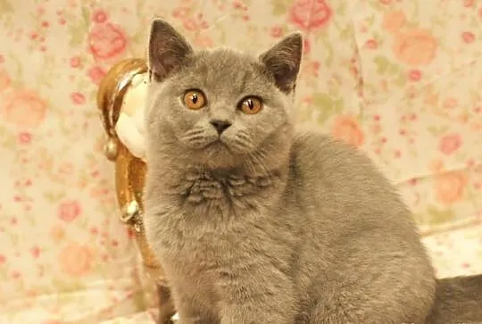 ALAN Cat Małki*PL Kocurek BRIa po 25.01.2015 gotow