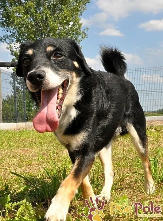 SUSEŁEK-kochany, wesoły, radosny mały psiak, super na spacery, adopcja, Małopolskie, Kraków