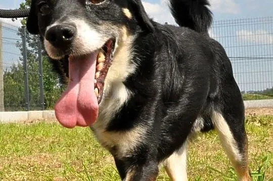 SUSEŁEK-kochany, wesoły, radosny mały psiak, super na spacery, adopcja, Małopolskie, Kraków
