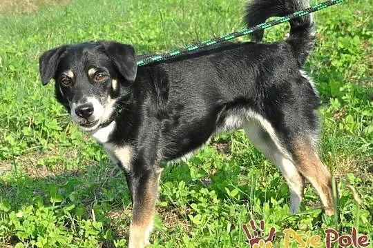 SUSEŁEK-kochany, wesoły, radosny mały psiak, super na spacery, adopcja, Małopolskie, Kraków