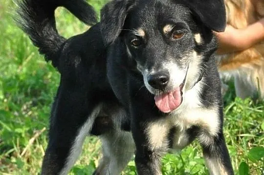 SUSEŁEK-kochany, wesoły, radosny mały psiak, super na spacery, adopcja, Małopolskie, Kraków