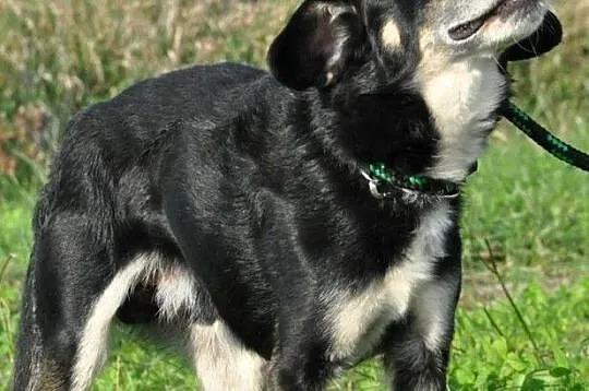 SUSEŁEK-kochany, wesoły, radosny mały psiak, super na spacery, adopcja, Małopolskie, Kraków