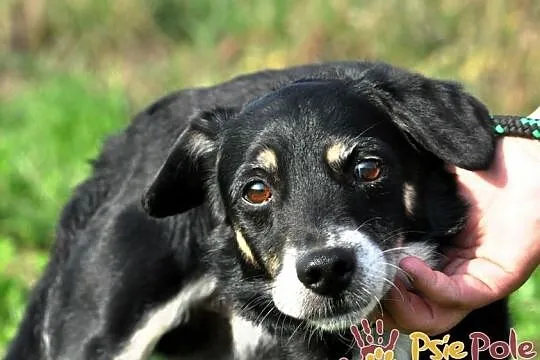 SUSEŁEK-kochany, wesoły, radosny mały psiak, super na spacery, adopcja, Małopolskie, Kraków
