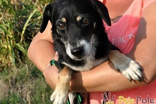 SUSEŁEK-kochany, wesoły, radosny mały psiak, super na spacery, adopcja, Małopolskie, Kraków