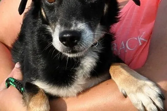 SUSEŁEK-kochany, wesoły, radosny mały psiak, super na spacery, adopcja, Małopolskie, Kraków