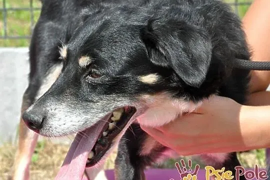 SUSEŁEK-kochany, wesoły, radosny mały psiak, super na spacery, adopcja, Małopolskie, Kraków