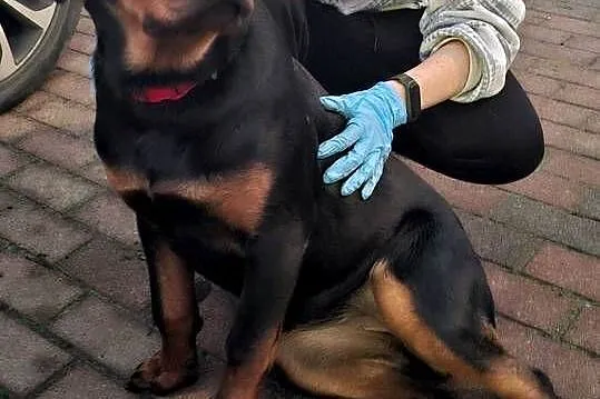 Suczka rottweiler 7 miesięcy
