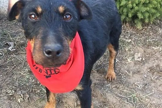 Zoja, energiczna sunia JAGDTERRIER mix adopcja, Pomorskie, Gdańsk