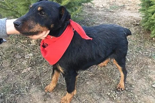 Zoja, energiczna sunia JAGDTERRIER mix adopcja, Pomorskie, Gdańsk