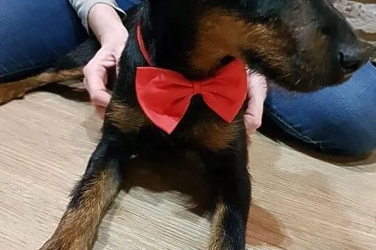 Zoja, energiczna sunia JAGDTERRIER mix adopcja, Pomorskie, Gdańsk