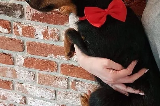 Zoja, energiczna sunia JAGDTERRIER mix adopcja, Pomorskie, Gdańsk