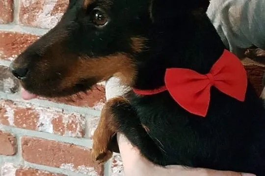 Zoja, energiczna sunia JAGDTERRIER mix adopcja, Pomorskie, Gdańsk