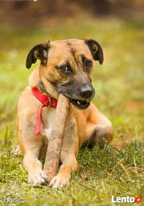 Roki - młody, energiczny super psiak do adopcji,