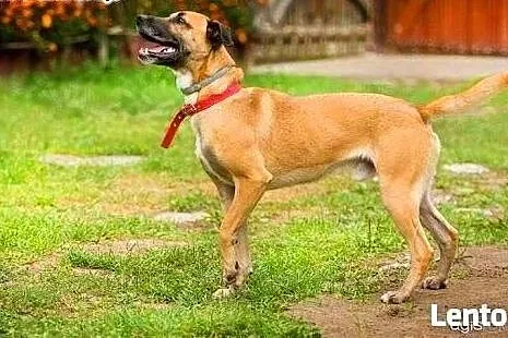 Roki - młody, energiczny super psiak do adopcji,  