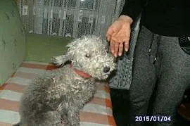 Bedlington Terrier, Gniezno
