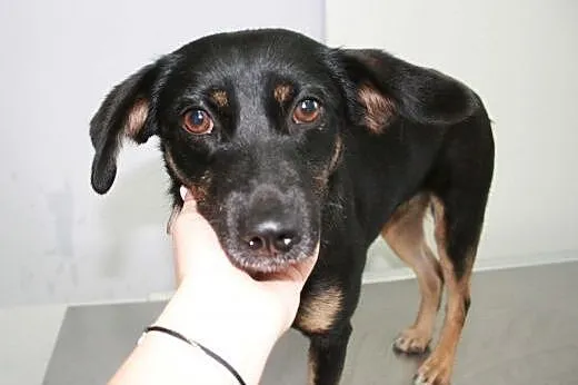 MELA - nieduża, roczna śliczna sunia do adopcji,  